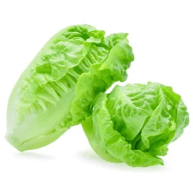 Baby cos Lettuce twin pack