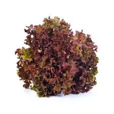 Oak Lettuce red