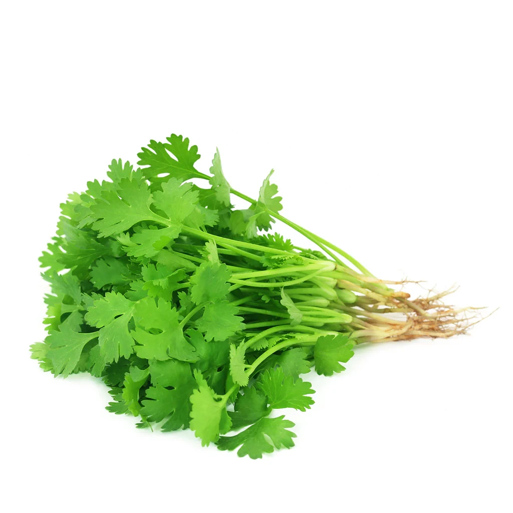 Coriander Bunch