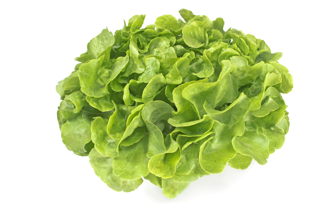 Oak lettuce green